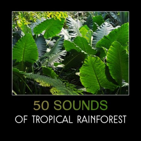 VA - 50 Sounds of Tropical Rainforest (2017)