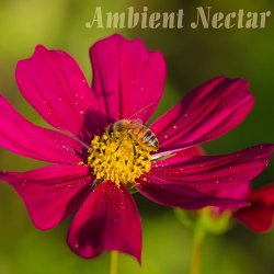 Ambient Nectar (2017)